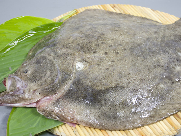 多寶魚